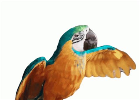 Macaw Parrot Sticker - Macaw Parrot Bird - Discover & Share GIFs