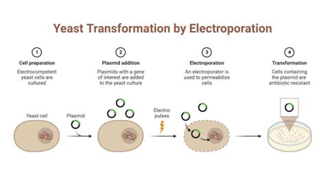 Electroporator Principle Types Parts Uses Examples