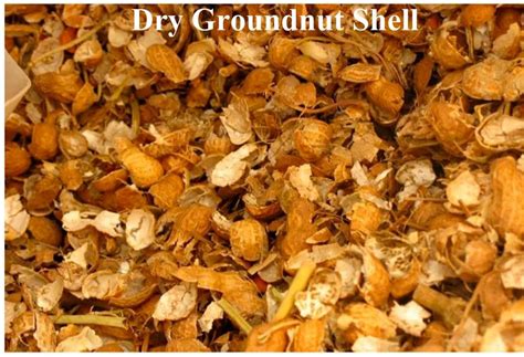 dry groundnut shell packaging type loose  kg  jaipur id