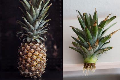 Ananas Vermehren Kreative Fotografie Tipps Und Foto Hacks