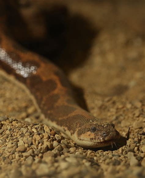 Kenyan Sand Boa Long Tail Reptiles