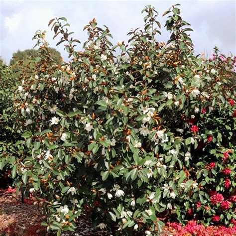 Magnolia Hybrid Var White Fairy Pbr Warners Nurseries