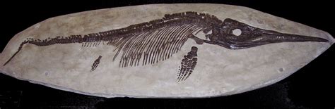 Ichthyosaurus: Facts and Figures