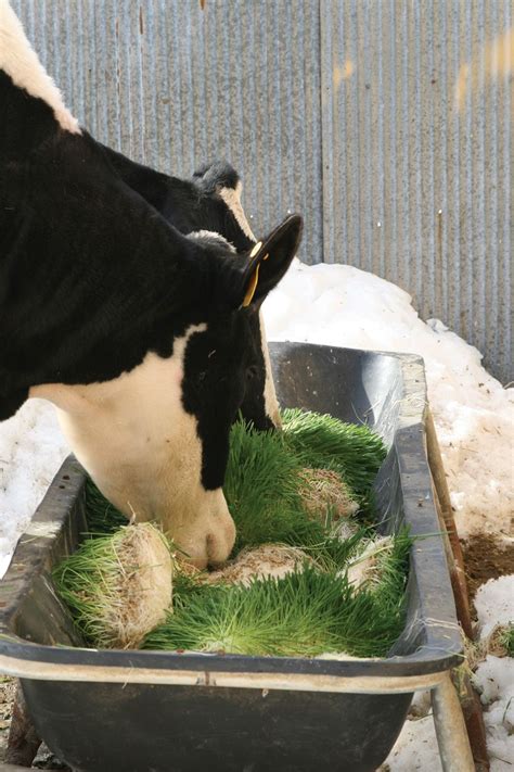 Produce Healthier Livestock With A Hydroponic Fodder System Reap