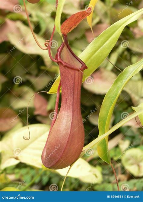 Carnivorous Plant Pitcher. Tropical Plant. Tropical Flytrap Pitcher