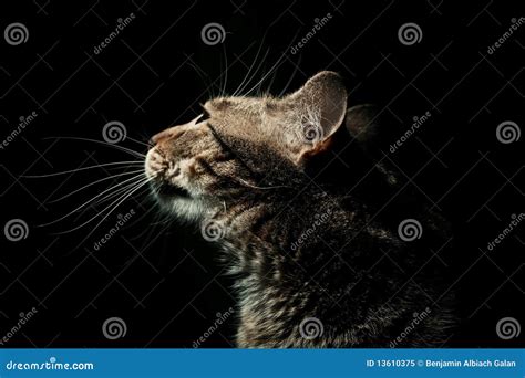 Side Profile Portrait Of Cat Royalty Free Stock Photo - Image: 13610375