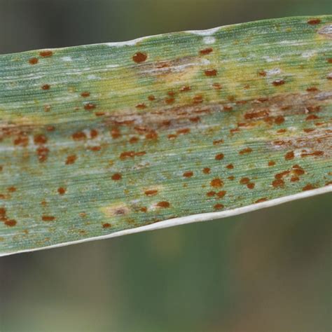 Leaf Rust In Wheat Syngenta Canada