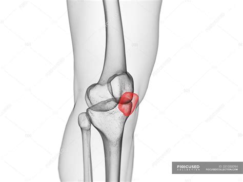 Patella Bone In Skeleton Of Human Body Computer Illustration