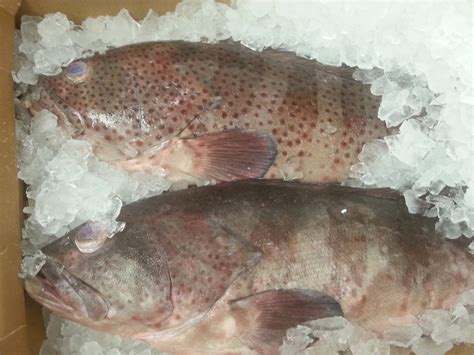 Grouper Identification | Pensacola Fishing Forum