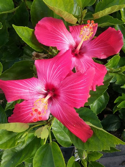 Hibiscus Rosalie In 150mm Advanced Pot Trigg Plants