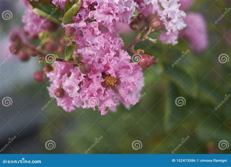 Lagerstroemia pink flowers stock photo. Image of colorful - 152473586