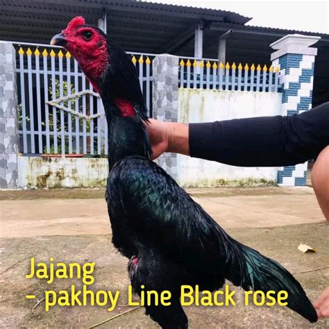 Jual Ayam Bangkok Asli Telur Super Pakhoy Line Black Rose Shopee