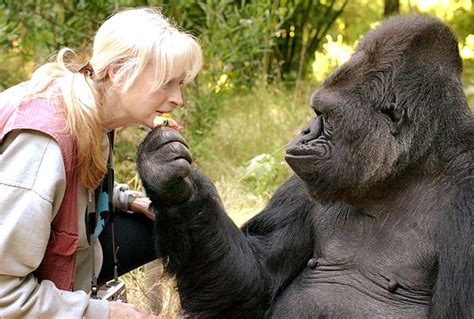 Remembering Koko, the gorilla who taught us what it means to be human | Salon.com