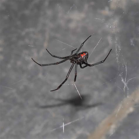 Wyomings 3 Most Dangerous Spiders This Summer And How To Spot Them