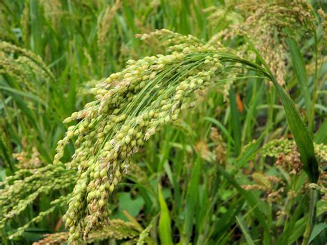 App 5000 Seeds Brown Top Millet Forage Crop Ground Cover Erosion Control