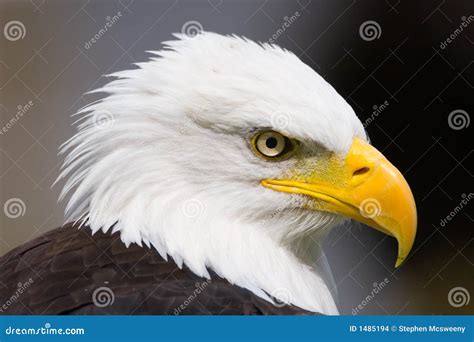 proud eagle stock photo image  white wings eagle