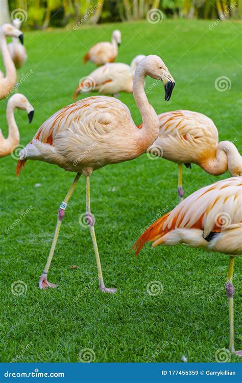 Closeup Of Beautiful Flamingos Group Walking On The Grass In The Park Vibrant Birds On A Green