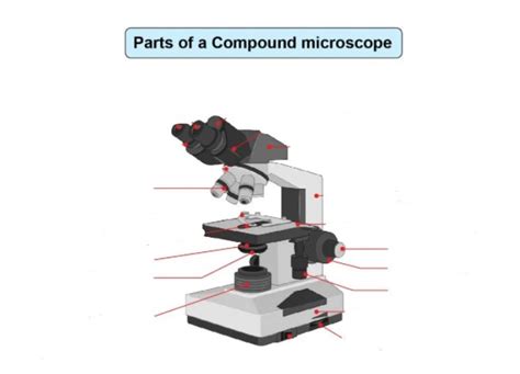 Parts Of A Compound Microscope Diagram Quizlet