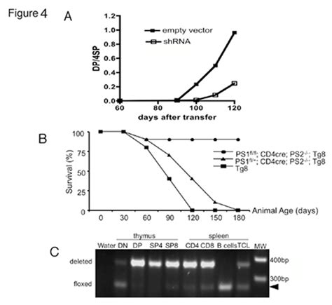 Blockade Of Notch Signaling Rescued Tg From Developing T All A Dll