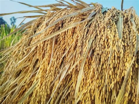 Paddy Rice Ready To Harvest Stock Photo - Image of rural, vegetable ...