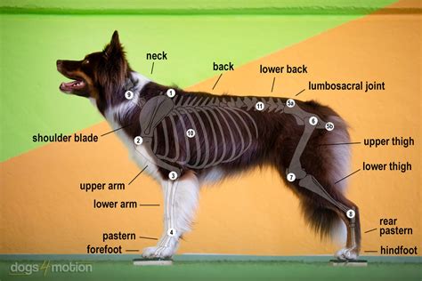 Know How For Dog Fitness Understanding Weight Distribution Is The Key