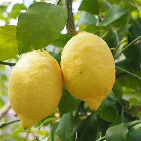 Il Limone E Le Sue Propriet Benefiche Limone