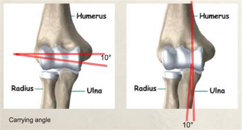 Elbow Part 1 3 Flashcards Quizlet