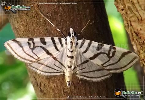 Zebra Conchylodes Moth