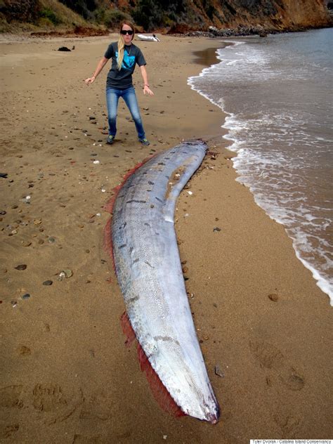 Giant Oarfish Washes Up On Californias Catalina Island Huffpost