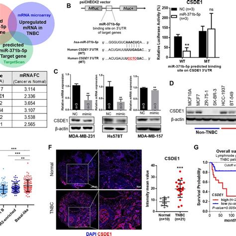 Mir 371b 5p Directly Regulates Csde1 In Tnbc Cells A The Venn Diagram