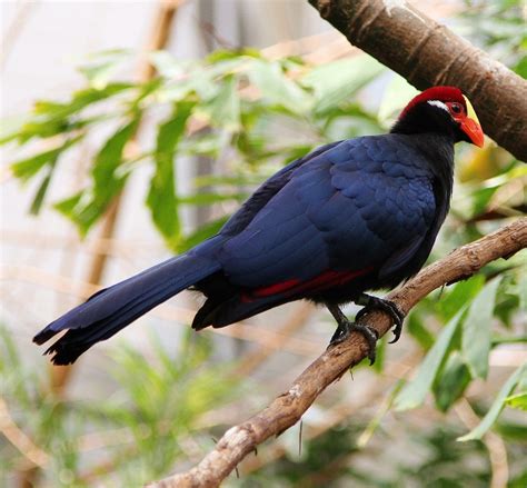 Birds of the World: Violet turaco