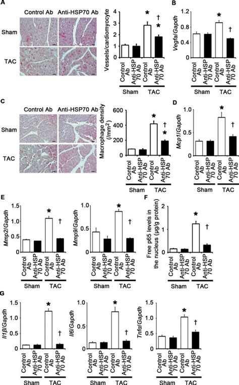 Hsp Neutralization Suppresses Angiogenesis Inflammatory Responses