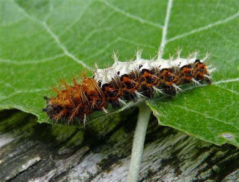 Polygonia C Album Gehakkelde Aurelia Rups Jolle Flickr