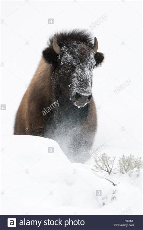 American Bison Amerikanischer Bison Bison Bison In Winter