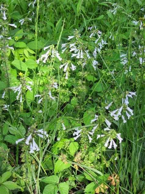 Lyreleaf Sage Salvia Lyrata Stock Photo Image Of Botanical Light