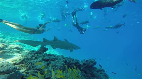 Maldives Snorkeling With Nurse Sharks Youtube