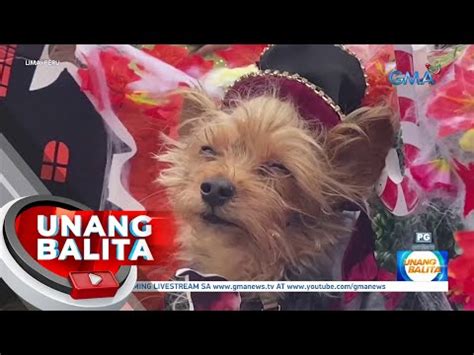 Mga Alagang Aso Nagpasiklaban Sa Isang Halloween Costume Contest