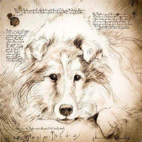 leonardo da vinci | Animal drawings, Dog art, Drawings