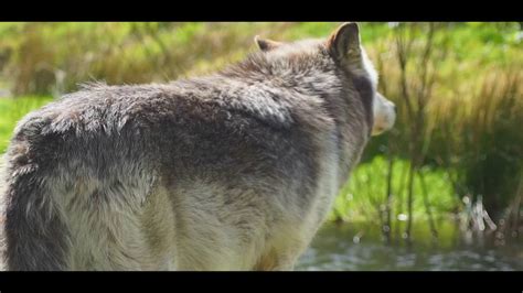 The reintroduction of wolves in Yellowstone national park - Wolf Watch UK