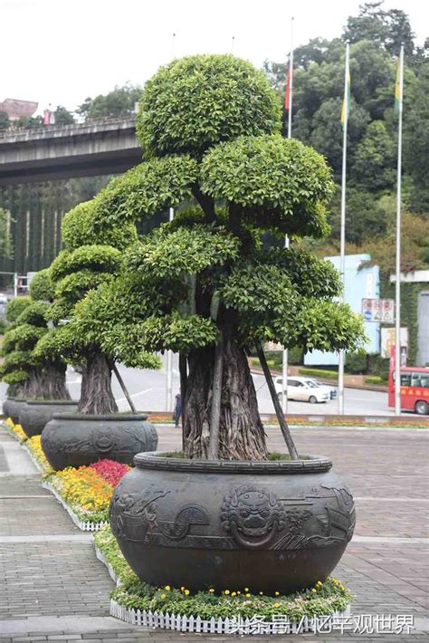 茅台酒廠這種價值3萬一盆的盆景，網友表示：這得賣多少茅台酒啊 每日頭條