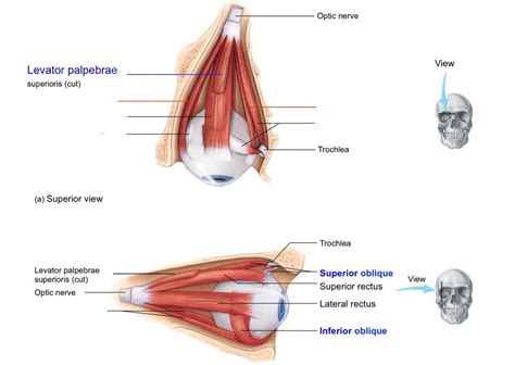 muscles of the eye Diagram | Quizlet