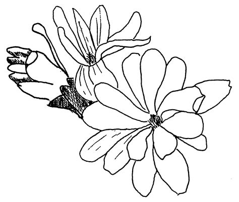 Magnolia stellata – Summer Hill Nursery