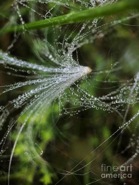 wisps  photograph  diana rajala pixels