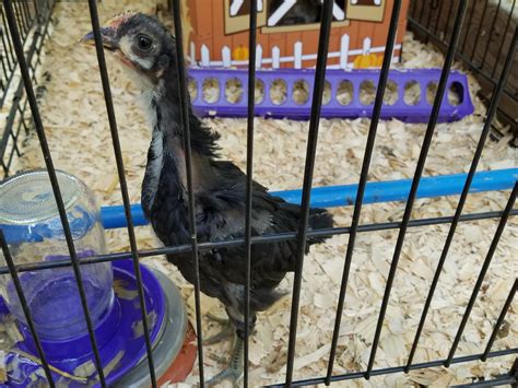 Jersey Giant And Easter Eggers Wondering About Gender Backyard Chickens Learn How To Raise