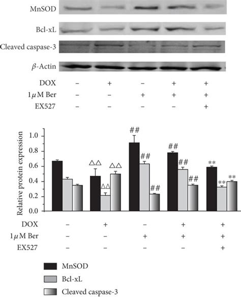 Sirtuin 1 Sirt1 Inhibition Of P66shc Protects Against Dox Induced Download Scientific Diagram