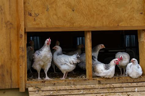 Les Conditions D Levage Aop Poulet Du Bourbonnais