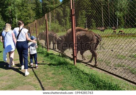 Zoological Park Bison Animals Stock Photo 1994281763 | Shutterstock