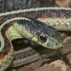 Feeding - Gartersnake.info