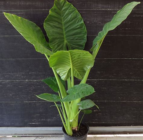 Alocasia Calidora Elephant Ear Plantvine