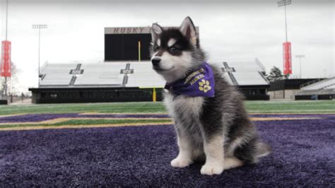 University of Washington Officially Has The Best Mascot! | Q101 ...